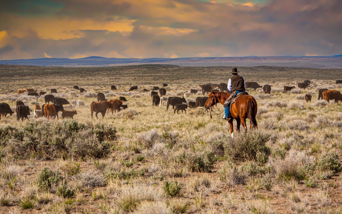 LargeLP_ranch